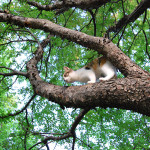 かわいい猫の撮り方レシピ「木登り猫を撮る」